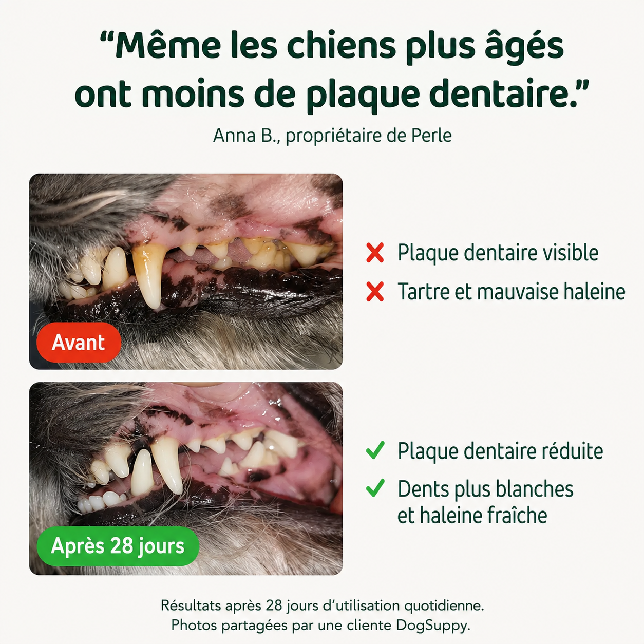 Poudre Dentaire Naturelle pour Chien