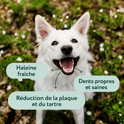 Poudre Dentaire Naturelle pour Chien