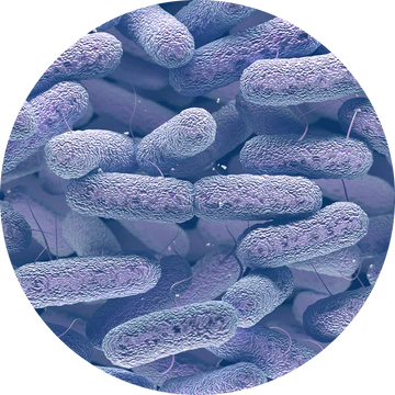 Probiotiques